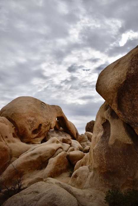 california-joshua-tree.jpeg